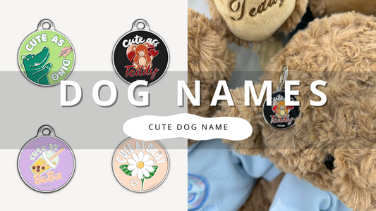 Find Cute Dog Names | PawrTalk