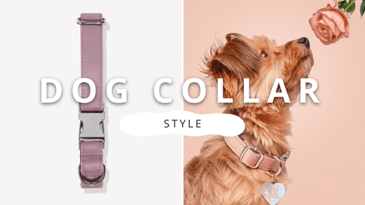 Dog Collar Shows Personality and Style | PawrTalk - Empawr