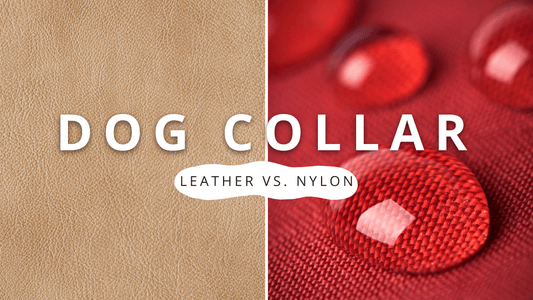 Leather Or Nylon Dog Collars? | PawrTalk - Empawr