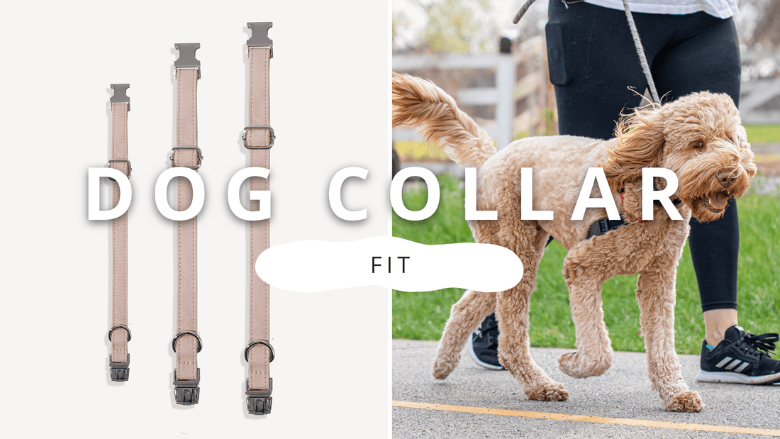 Expert Guide on Proper Dog Collar Fit | PawrTalk - Empawr