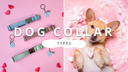 Different Types of Dog Collars | PawrTalk - Empawr
