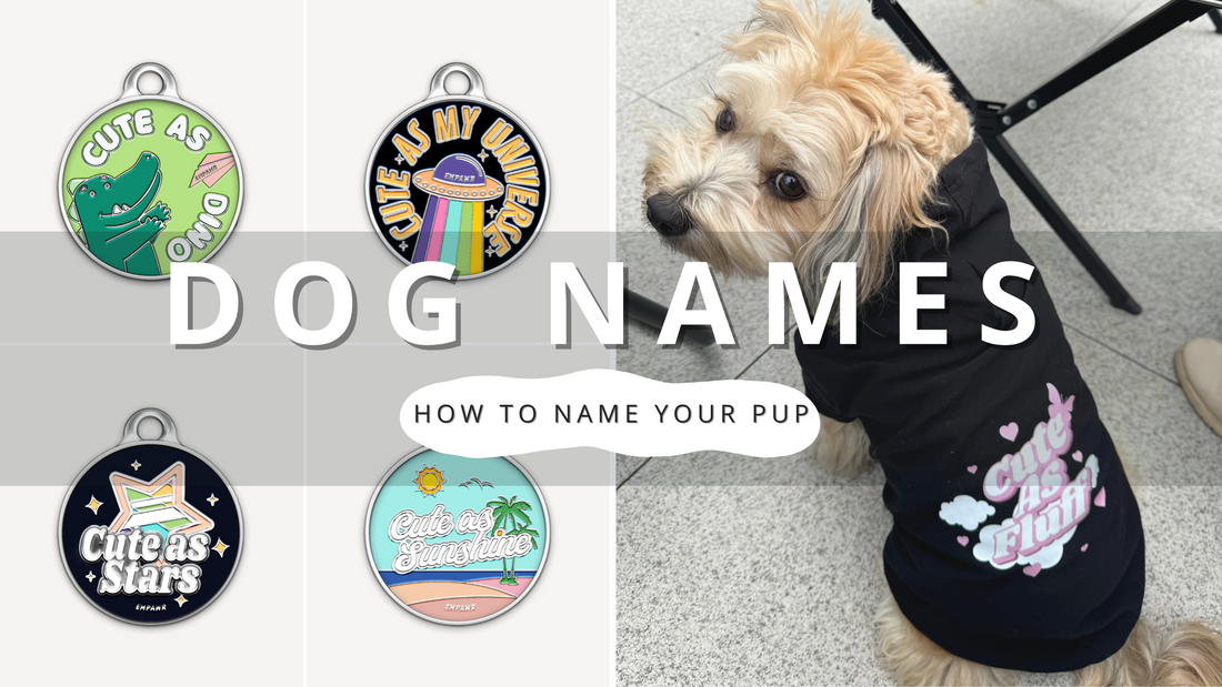 Unique Dog Names for Your Pup | PawrTalk
