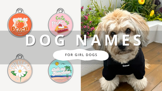Find Pretty Girl Dog Names | PawrTalk