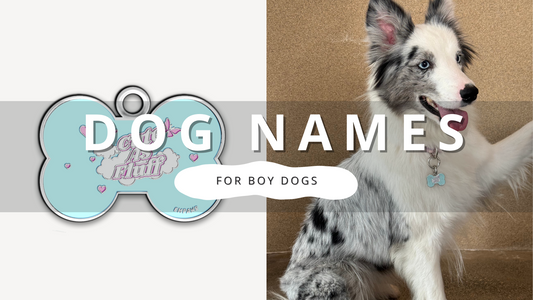 Find Perfect Boy Dog Names | PawrTalk