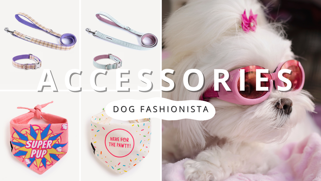 Trendy dog outlet accessories