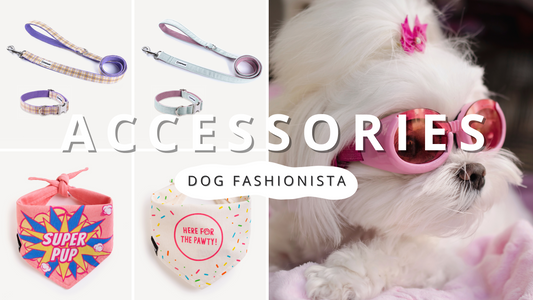 Accessories for Dog Fashionista | PawrTalk
