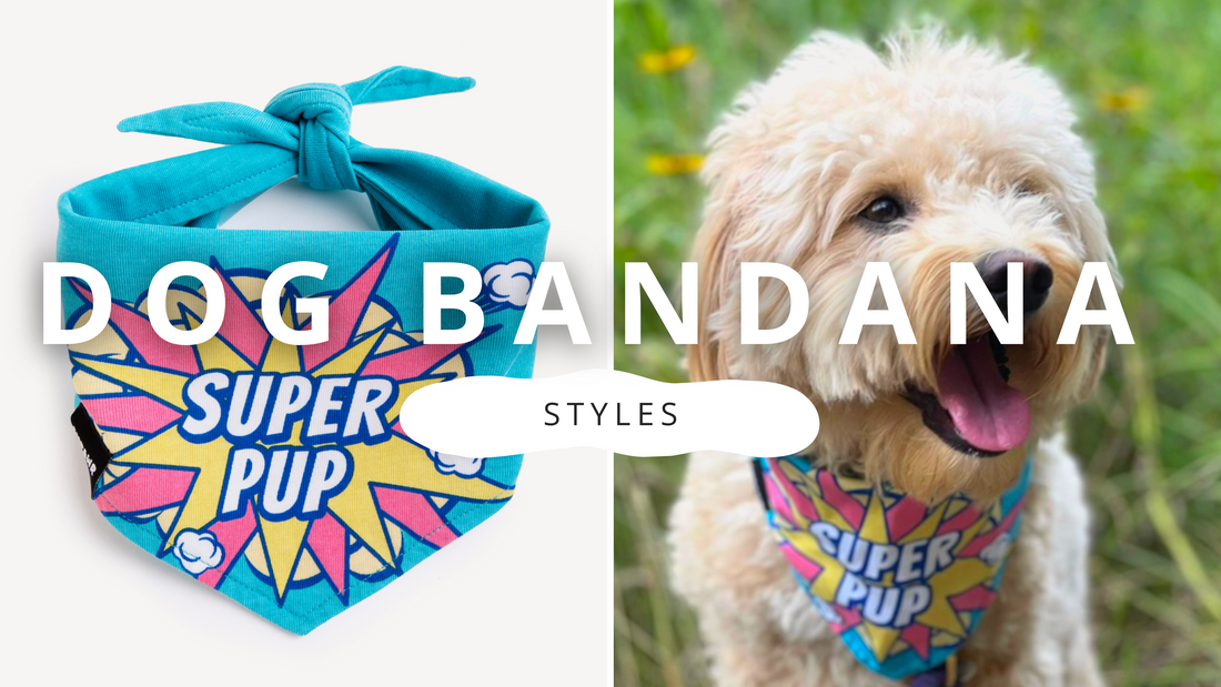 Bandana Styles for Dog Fashionista  | PawrTalk
