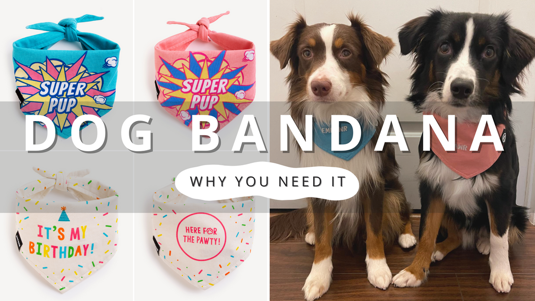 Reasons Why Your Dog Needs a Bandana | PawrTalk