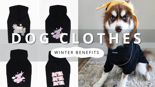 Benefits of Dog Clothes in Winter | PawrTalk