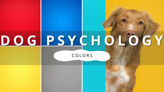 The Psychology of Colors | PawrTalk