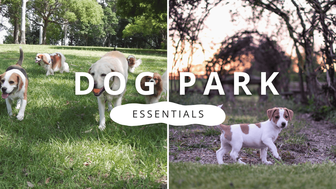 dog park essentials