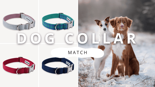 Find Your Dog's Perfect Collar Match | PawrTalk - Empawr