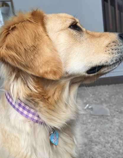 preppy checkered dog collar - princess purple