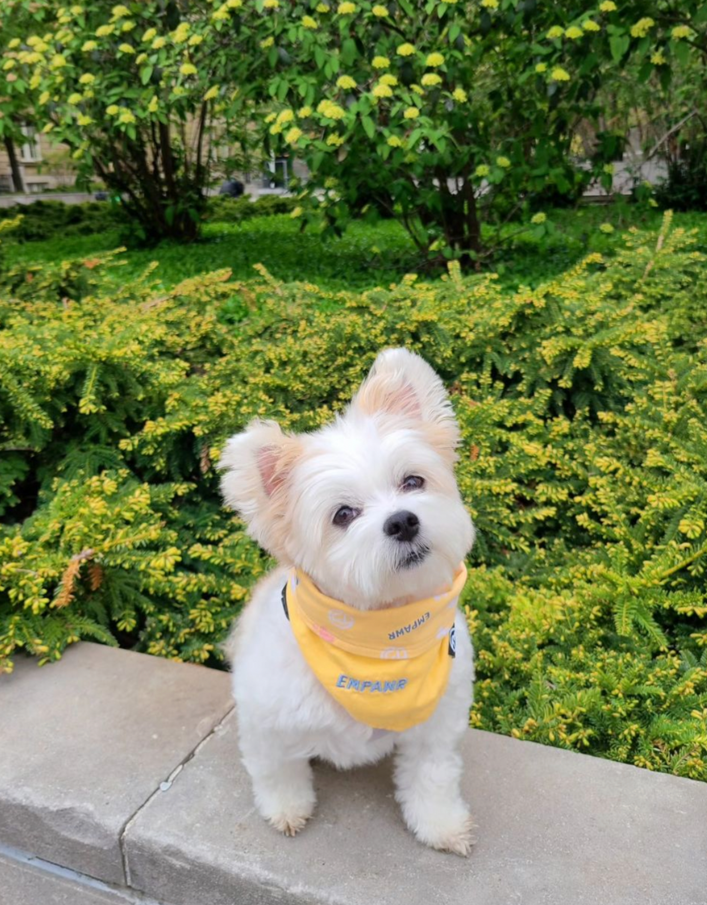 reversible dog bandana - baby yellow
