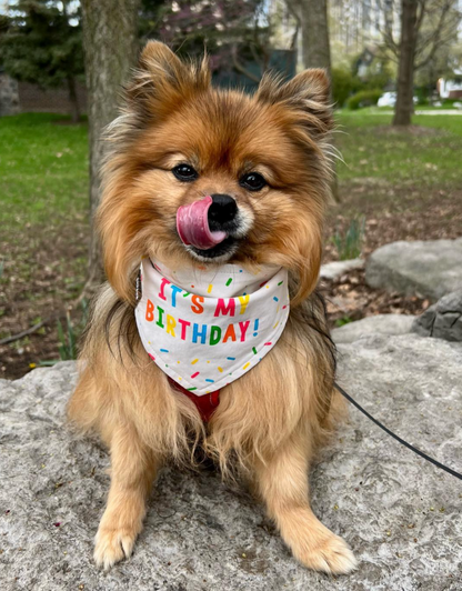 reversible dog bandana - it's my birthday