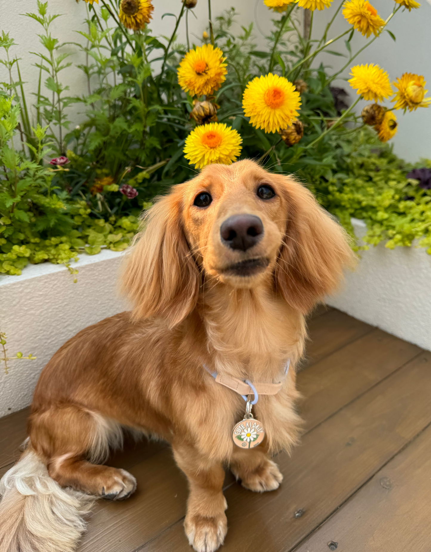 🌼“cute as daisy” pet ID tag