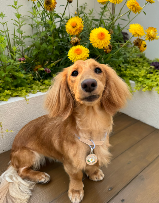 🌼“cute as daisy” pet ID tag