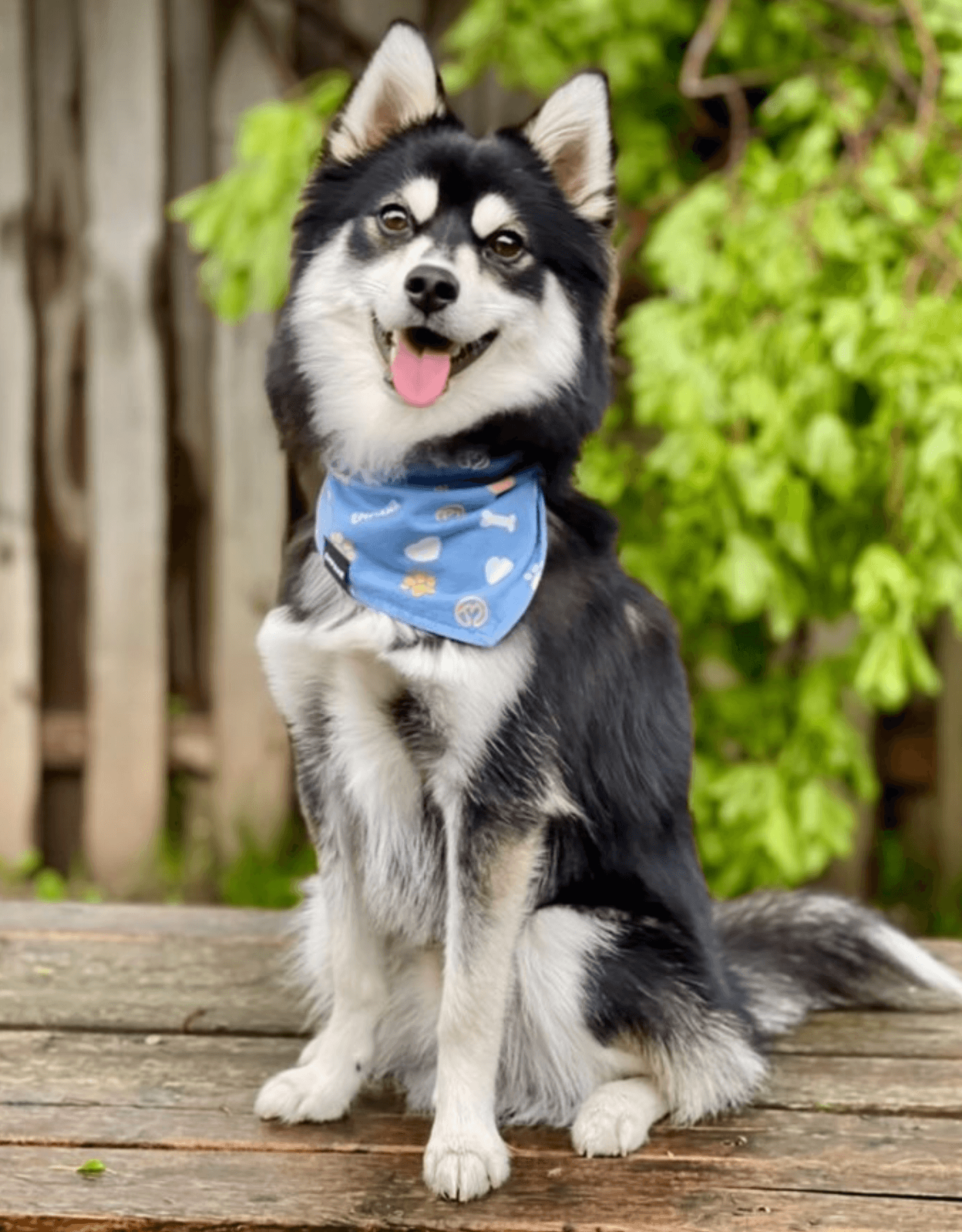 Blue dog hot sale bandana