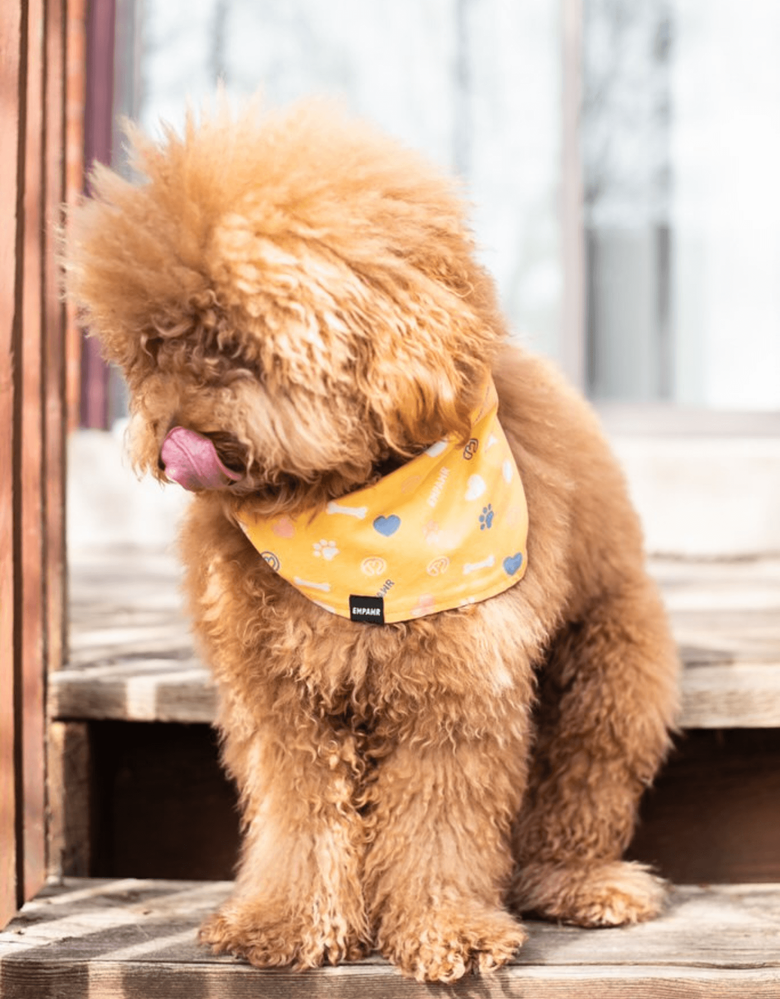 Yellow best sale dog bandana