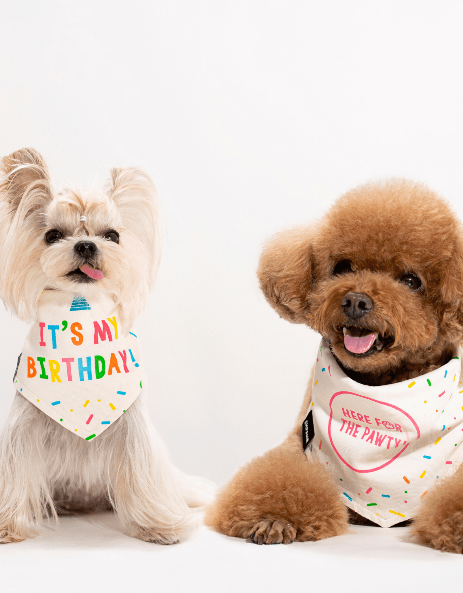 Pet birthday shop bandana