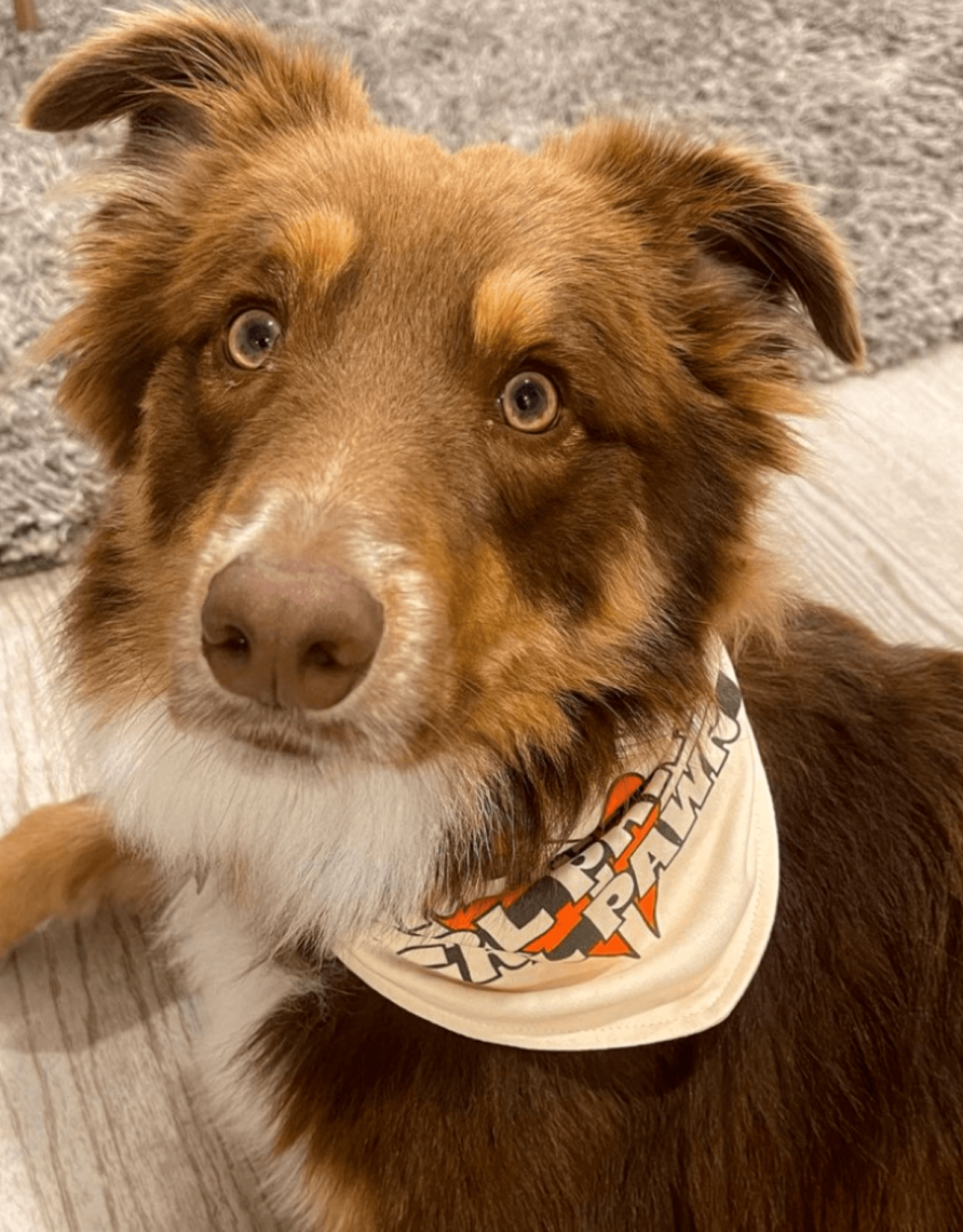 Girl dog discount bandanas