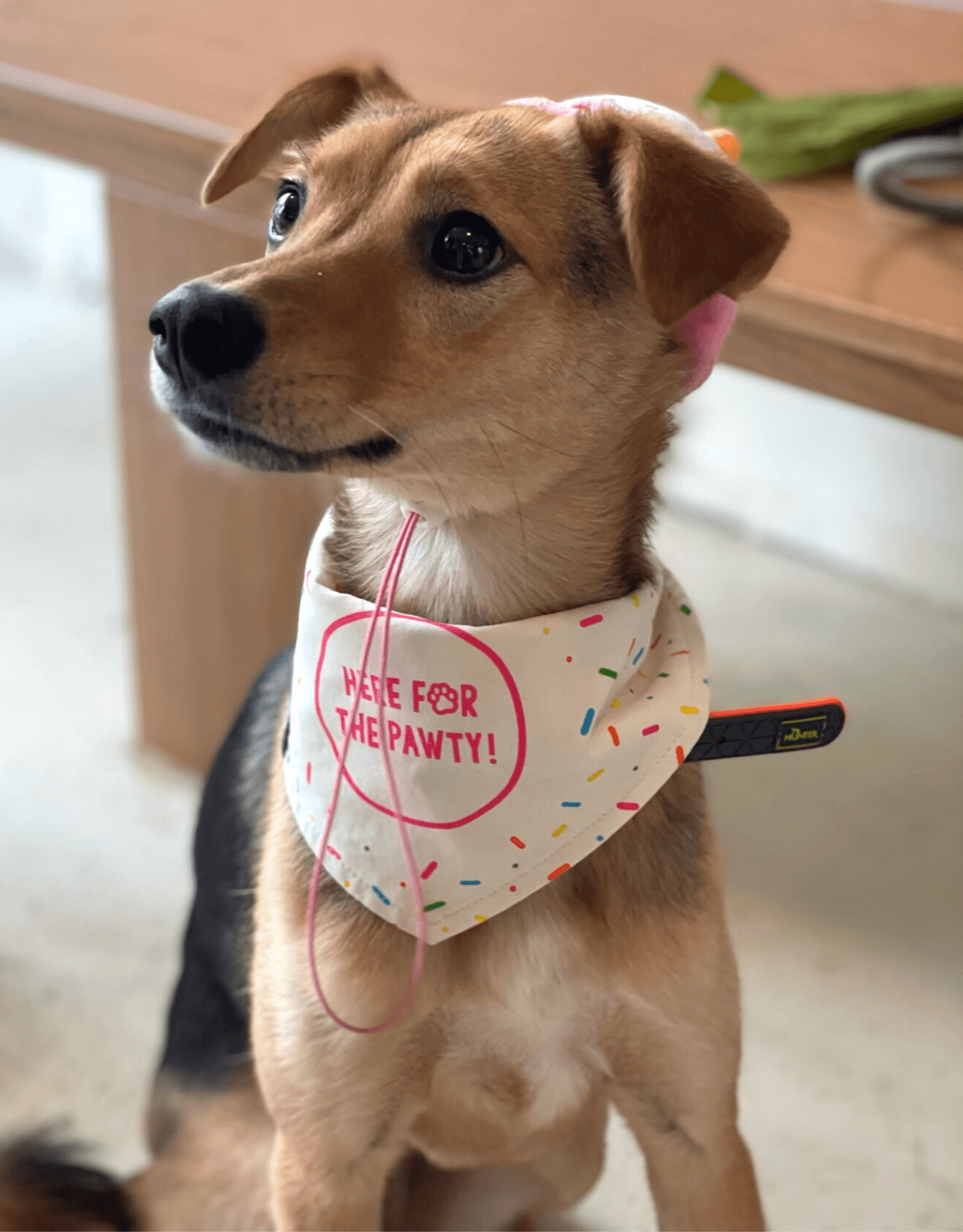 Dog best sale bandanas toronto